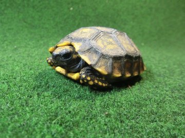 キアシガメベビーCB個体 49番　の画像