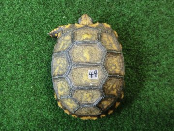 キアシガメベビーCB個体 49番　の画像