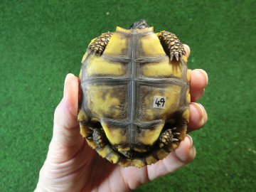 キアシガメベビーCB個体 49番　の画像