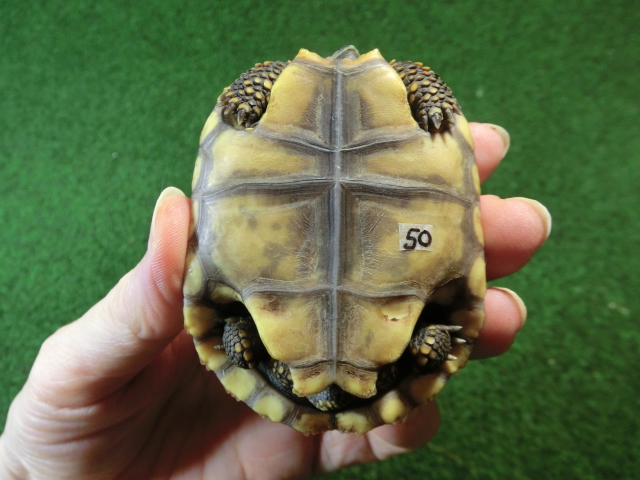キアシガメベビーCB個体 50番　の画像