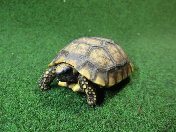 キアシガメベビーCB個体 50番　の画像