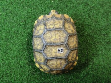 キアシガメベビーCB個体 50番　の画像