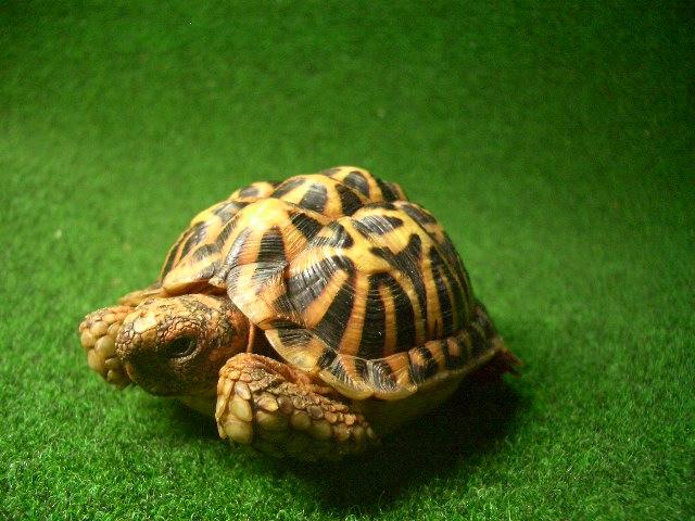 テントヤブガメ 雄の画像