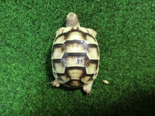 マルギナータリクガメベビー(フチゾリリクガメ)色薄め国内CB個体 53番の画像