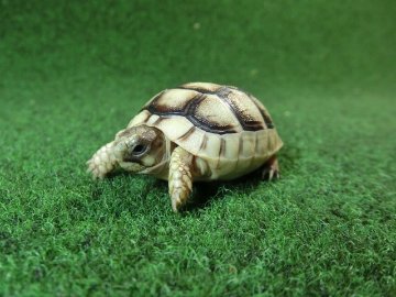 マルギナータリクガメベビー(フチゾリリクガメ)色薄め国内CB個体 53番の画像