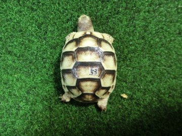 マルギナータリクガメベビー(フチゾリリクガメ)色薄め国内CB個体 53番の画像