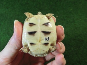 マルギナータリクガメベビー(フチゾリリクガメ)色薄め国内CB個体 53番の画像