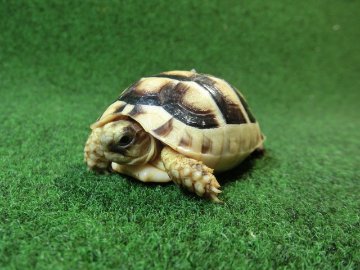 マルギナータリクガメベビー(フチゾリリクガメ)色薄め国内CB個体 53番の画像