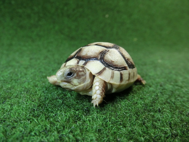マルギナータリクガメベビー(フチゾリリクガメ)色薄め国内CB個体 54番の画像