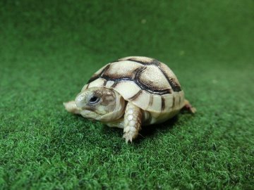 マルギナータリクガメベビー(フチゾリリクガメ)色薄め国内CB個体 54番の画像