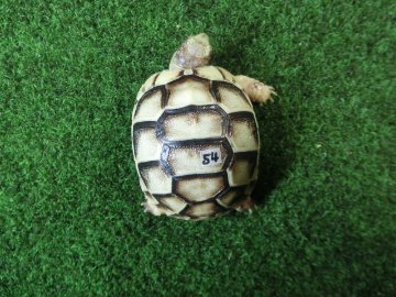 マルギナータリクガメベビー(フチゾリリクガメ)色薄め国内CB個体 54番の画像