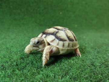 マルギナータリクガメベビー(フチゾリリクガメ)色薄め国内CB個体 55番の画像