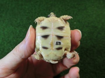 マルギナータリクガメベビー(フチゾリリクガメ)色薄め国内CB個体 55番の画像