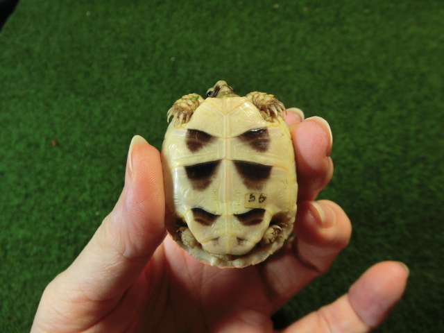 マルギナータリクガメベビー 色薄め国内CB個体 56番の画像