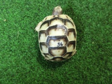 マルギナータリクガメベビー(フチゾリリクガメ)色薄め国内CB個体 56番の画像