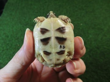 マルギナータリクガメベビー(フチゾリリクガメ)色薄め国内CB個体 56番の画像