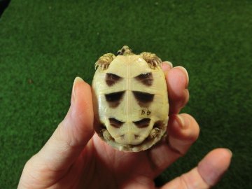 マルギナータリクガメベビー 色薄め国内CB個体 56番の画像