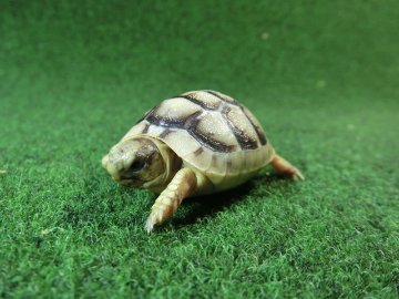 マルギナータリクガメベビー(フチゾリリクガメ)色薄め国内CB個体 57番の画像