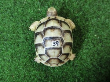 マルギナータリクガメベビー(フチゾリリクガメ)色薄め国内CB個体 57番の画像