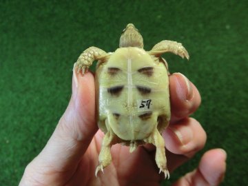 マルギナータリクガメベビー(フチゾリリクガメ)色薄め国内CB個体 57番の画像
