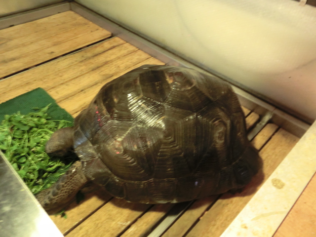 アルダブラゾウガメ メス 飼い込み個体の画像