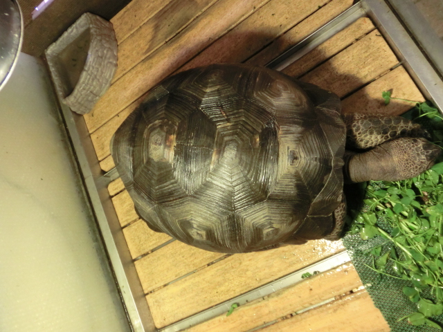 アルダブラゾウガメ メス 飼い込み個体の画像