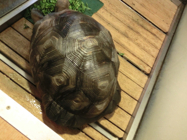 アルダブラゾウガメ メス 飼い込み個体の画像