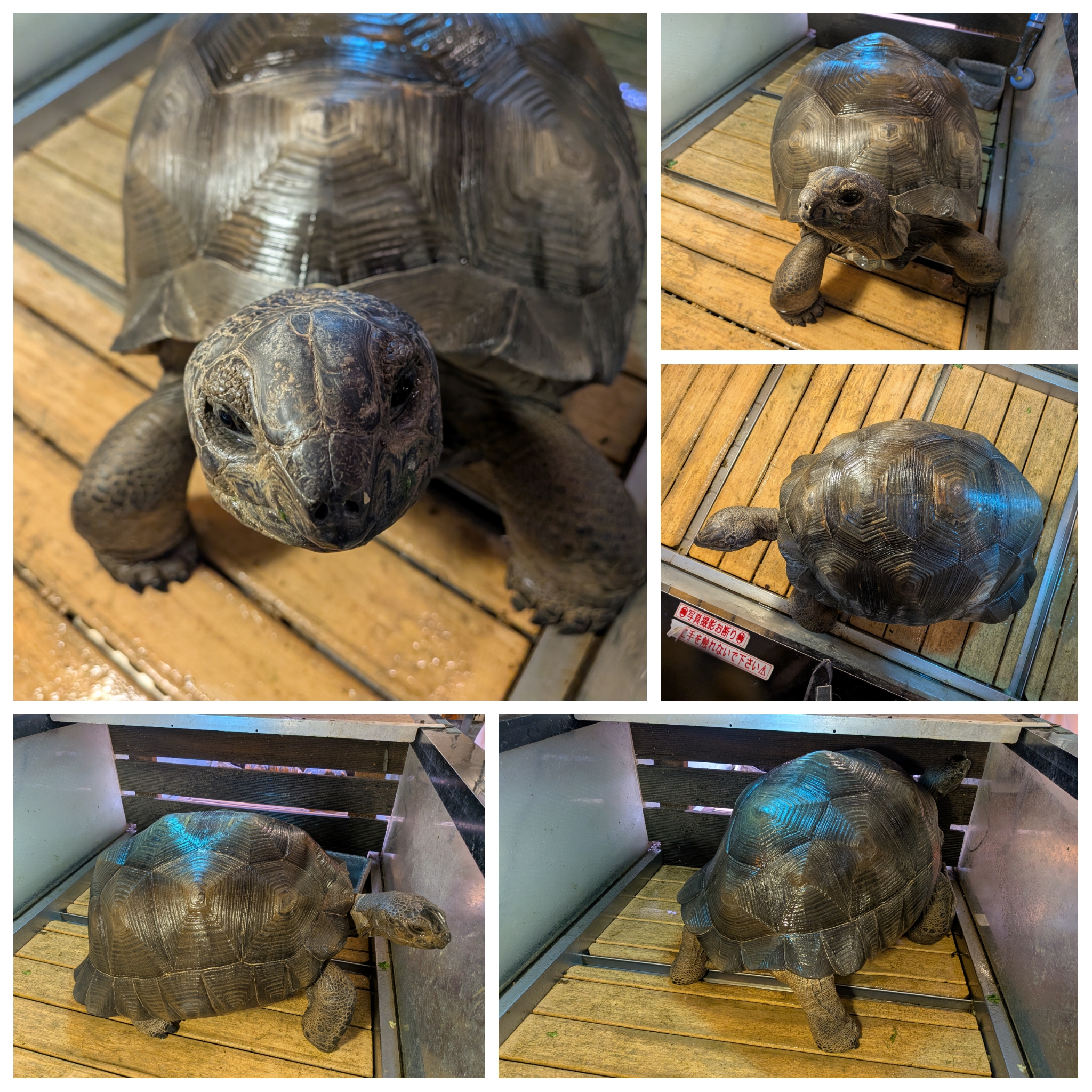 アルダブラゾウガメ メス 飼い込み個体の画像