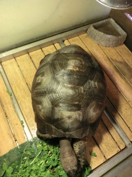 アルダブラゾウガメ メス 飼い込み個体の画像