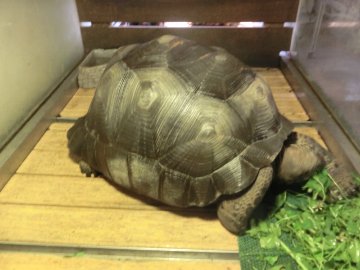 アルダブラゾウガメ メス 飼い込み個体の画像