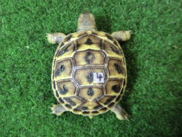 ニシヘルマンリクガメベビー国内CB個体04番の画像
