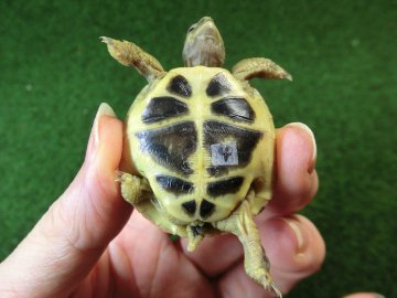 ニシヘルマンリクガメベビー国内CB個体04番の画像