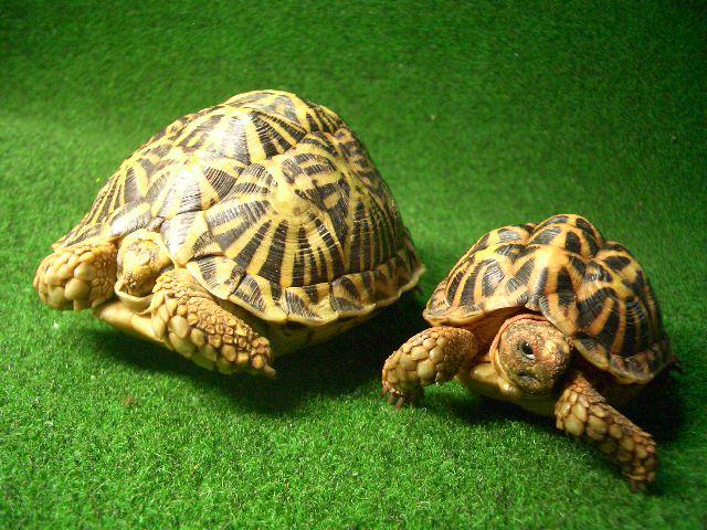 テントヤブガメ ペアの画像