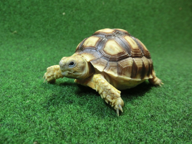 ケヅメリクガメベビー トーゴ産CB個体45番 の画像
