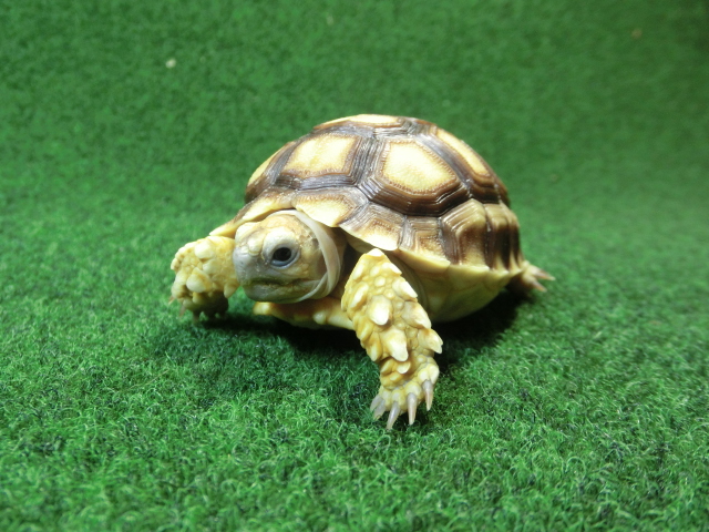 ケヅメリクガメベビー トーゴ産CB個体46番 の画像