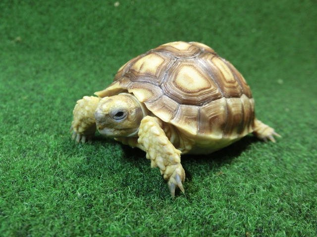 ケヅメリクガメベビー トーゴ産CB個体47番 の画像