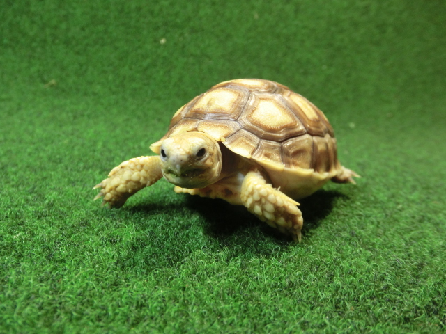 ケヅメリクガメベビー トーゴ産CB個体48番 の画像