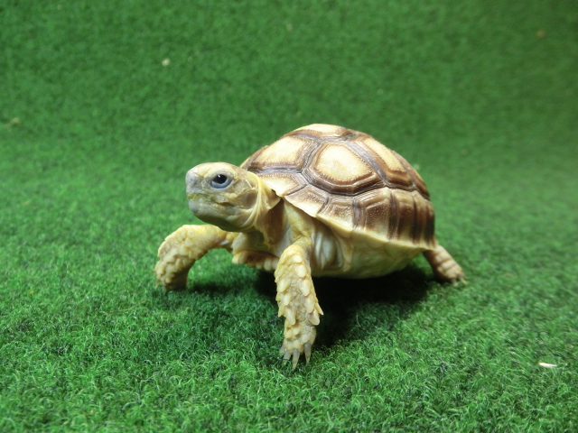 ケヅメリクガメベビー トーゴ産CB個体49番 の画像