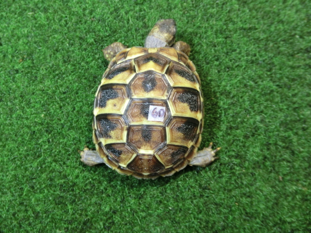 ヘルマンリクガメベビーEUCB個体 60番の画像