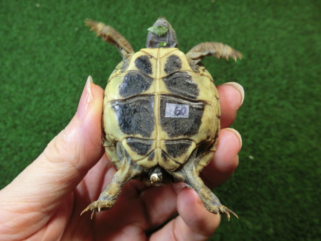 ヘルマンリクガメベビーEUCB個体 60番の画像