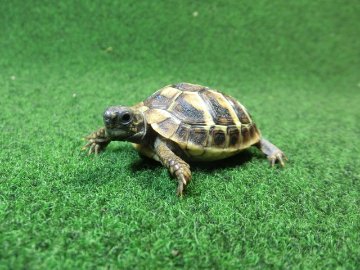 ヘルマンリクガメベビーEUCB個体 60番の画像