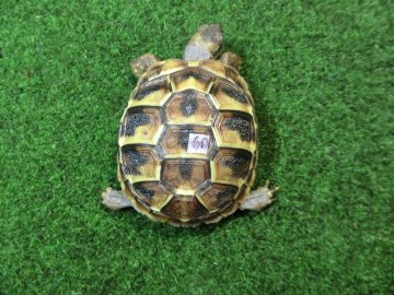 ヘルマンリクガメベビーEUCB個体 60番の画像
