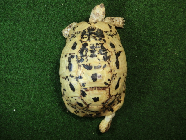 キレナイカギリシャリクガメ (リビア地中海リクガメ）EGCB個体 18番 メスの画像