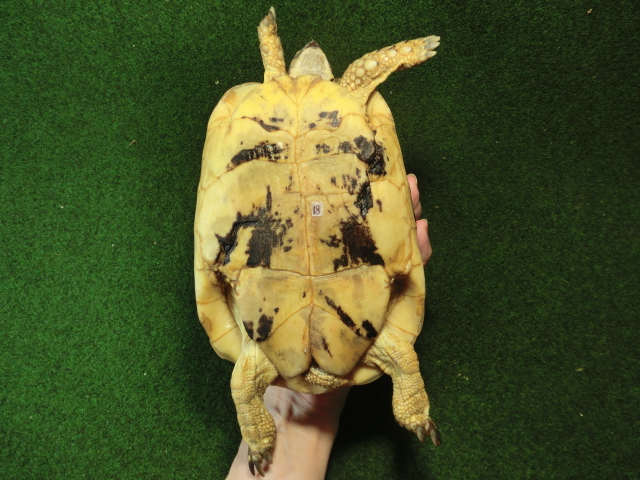 キレナイカギリシャリクガメ (リビア地中海リクガメ）EGCB個体 18番 メスの画像