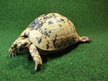 キレナイカギリシャリクガメ (リビア地中海リクガメ）EGCB個体 18番 メスの画像