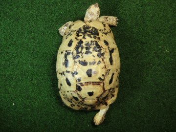 キレナイカギリシャリクガメ (リビア地中海リクガメ）EGCB個体 18番 メスの画像