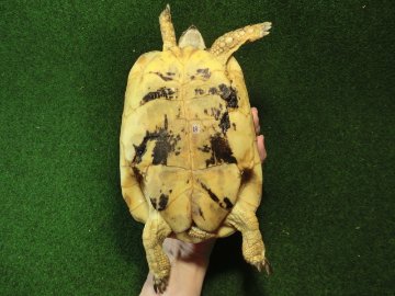 キレナイカギリシャリクガメ (リビア地中海リクガメ）EGCB個体 18番 メスの画像