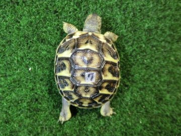 ニシヘルマンリクガメベビー国内CB個体07番の画像