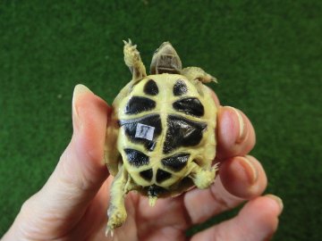 ニシヘルマンリクガメベビー国内CB個体07番の画像