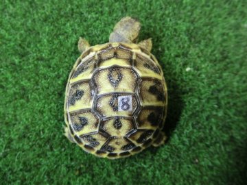 ニシヘルマンリクガメベビー国内CB個体08番の画像